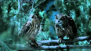GEICO: Owl Commercial