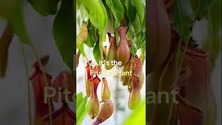 The Plant That Eats Rats, Frogs, and Mice 😳🌱  WTF Quiz