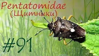Pentatomidae (Щитники)