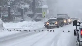 Traffic Stops to Let a Large Number of Ducks Cross Road - 1024393