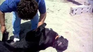 Animalinneed: Video of Makker