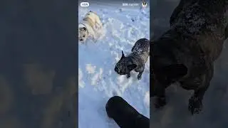 #dog #dogs #babydog #pets #cutedog #subscribe #support #shorts #shortvideo