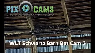 WLT Schwarz Barn Big Brown Bat Colony Cam 2
