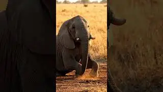 Elephant High Sound #elephant #new #animals #shorts #whatsappstatus