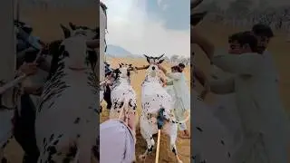 6 July 2024 || Bullrace Bulllover