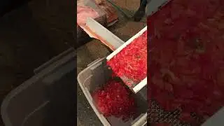 Small TEFC Electric Wet Seed Millet Processing Tomatoes