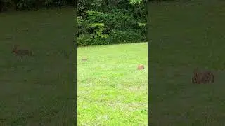 Adorable Rabbits | Eastern Cottontail 🐇 #cuteanimals #shorts #bunnyrabbits #cutebunny #bytesizeambs
