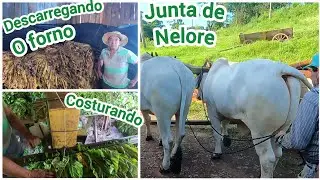 AJUDANDO O PAI A DESCARREGAR O FORNO/E A COSTURAR O FUMO
