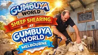 Aussie Outback - Sheep Shearing Show | A day at Gumbuya world, Melbourne 🐑🦙🎡
