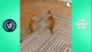 Funny Cats Compilation 2016   Best Funny Cat Videos Ever    Funny Vines