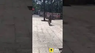 Monkey funny video