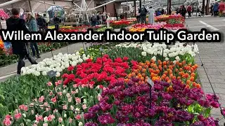 The Most Beautiful Indoor Tulip Garden ||  Willem Alexander Garden|| Keukenhof🌼🌺🌸🇳🇱