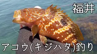 アタリ連発！夏のアコウ釣りが楽しすぎる！【キジハタ釣り カサゴ釣り ルアー 福井】