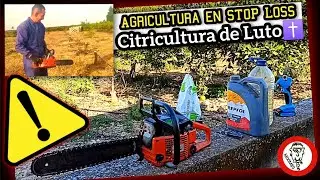 CAPOLAR y CORTAR Árboles CÍTRICOS (Motosierra Dolmar 115i + Tijeras de Poda Laecabv) by mixim89