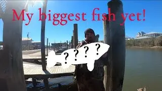FISHING LOUISIANA BAYOUS FOR ANYTHING THAT BITES | EPIC CATCHES