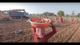 McCain ...A story of Potato Growth In India