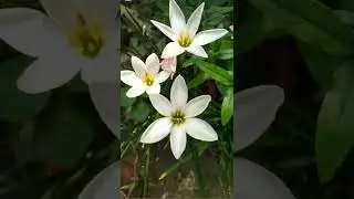 #short #beautiful #flower #plant #grass #flower