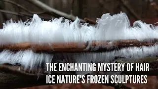 The Enchanting Mystery of Hair Ice Nature's Frozen Sculptures