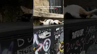 ТУРЦИЯ | Стамбул #shorts #shortvideo #turkey #istanbul #cappadocia