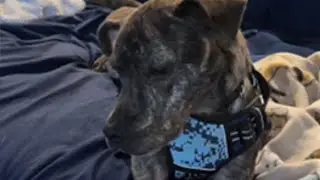 Rescue Pup Started Talking, Nobody Was Prepared