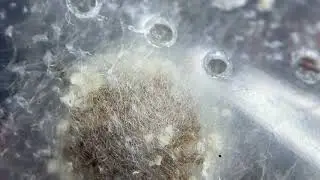 Orb weaver BABBIES!!!!