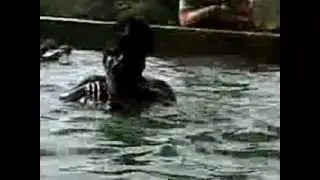 06072012009
