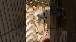 Parblue male beauty. #shortvideo