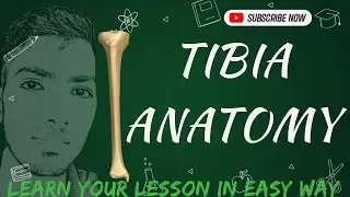 Tibia Bone Bangla Demo |Inferior Extremity| |Anatomy| #anatomy #bones #viva #mbbs #prof