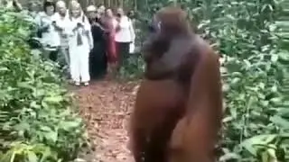 Orangutan (Le monke) chases cameraman