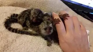 Raising Marmoset Baby Monkeys, Learn about Finger Monkeys Adorable