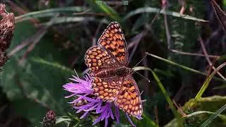 Melitaea phoebe