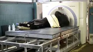 CT eines Pferdeknies in der Pferdeklinik Hochmoor