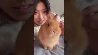 Angry Rabbits angry Moments #amazing #rabbit #bunny #cutebunny #pets #animals #shorts