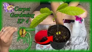 HOW TO REPLANT AN AVOCADO SEED | CARPET GARDENING EP 4