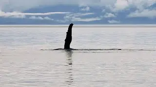 Fin Slapping Humpback Whale | Alaska cruise with AdventureSmith