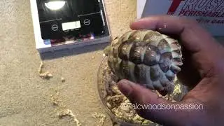 Unboxing of a Baby Egyptian tortoise #tbt Part 2