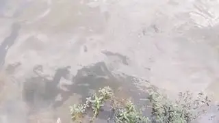 Fish Fish at taudaha