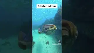 Allah Hu Akbar angelhack mcnair jewellers mumbra
