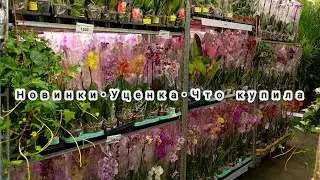 Fresh phalaenopsis at Lehmana Pro, discounted prices, shopping 🌺 #review #orchids #flowers #phala...