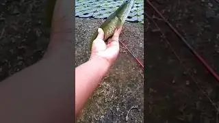 Habis Banjir Gabus Ganas #fishing #castinggabusbesar #gabussuper #fhis #mancing #mancingmania