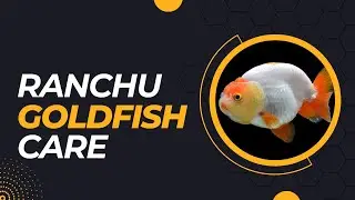 Is the Ranchu Goldfish the King of Fancy Fish?
