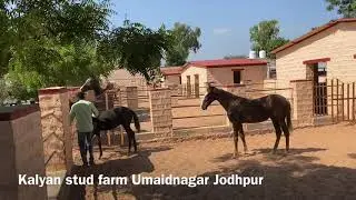 Stud Farm Design best for horses In India
