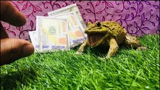 Brave mini bullfrog protect money 💵 frog sounds #screaming frog 🐸