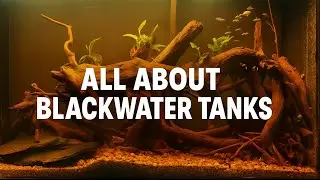 BLACKWATER TANK DETAILED GUIDE | EACH AND EVERYTHING ABOUT BLACKWATER TANKS