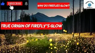 Why Do Fireflies Glow | The True Origin of Firefly Glow