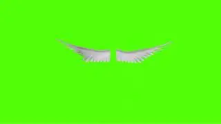 Real Bird Wings on Green Screen Video