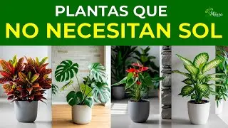 7 PLANTAS de SOMBRA que VIVEN sin SOL 🪴 y no necesitan mucho cuidado | Perfectas para interiores