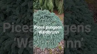 Picea pungens&nbsp;&lsquo;Waldbrunn&rsquo; #gardening #conifer #dwarfconifers #landscaping #garden