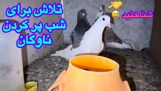 تلاش برای شب پر کردن کبوتران!رها ساری چپ غریب در شب دوم از خانه تور!شب مررگی در پشت بام کبوتران مشهد