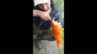 China red carp /  китайський червоний карась